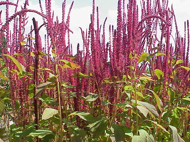 Amaranth