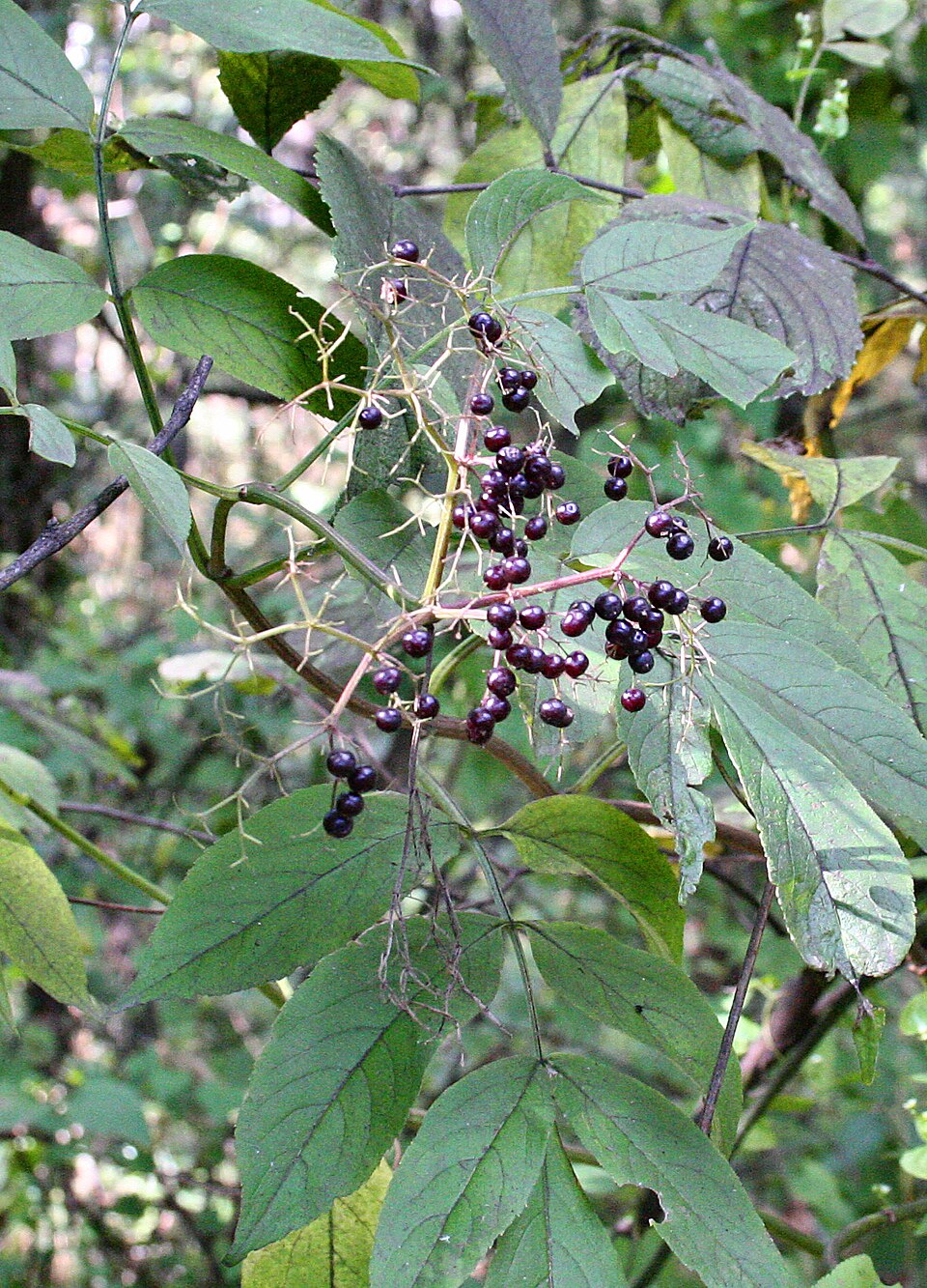 American elder