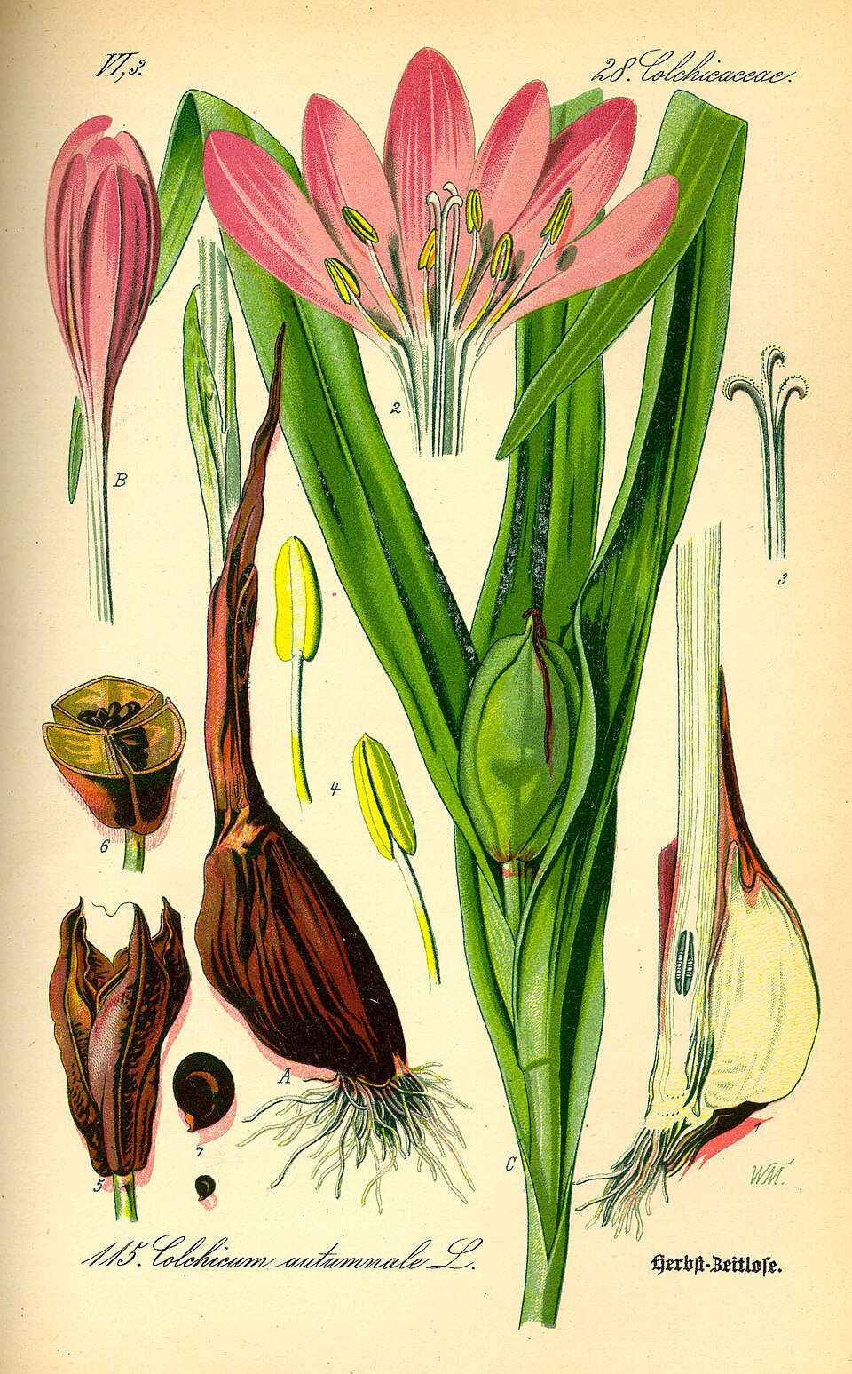 Autumn crocus