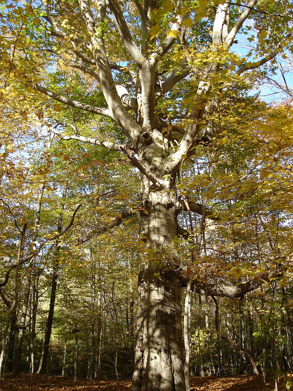 American beech