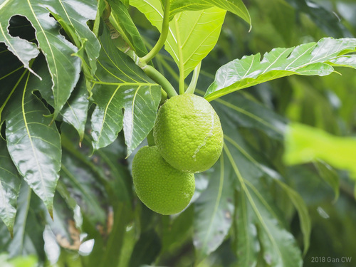 Breadfruit