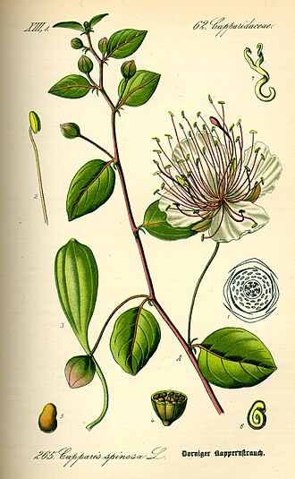 Caper
