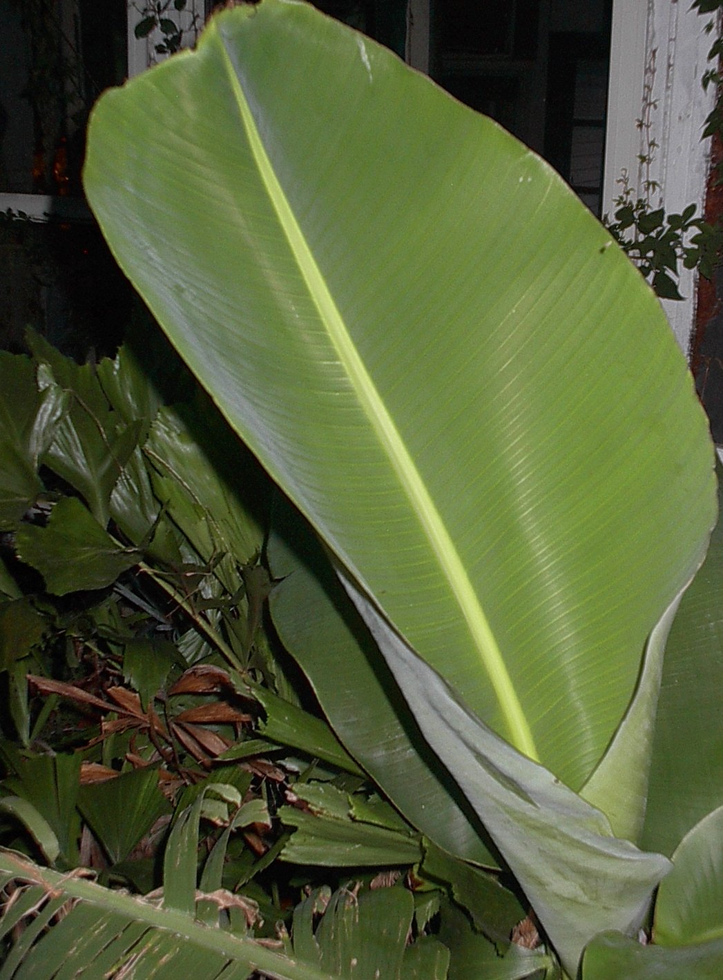 Cassava leaf