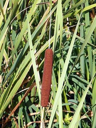Cattail