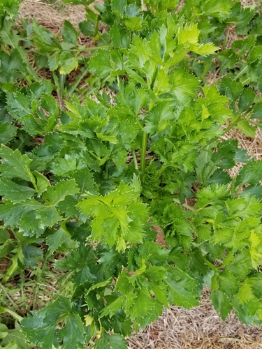 Celeriac