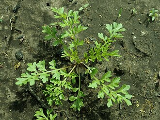 Garden cress