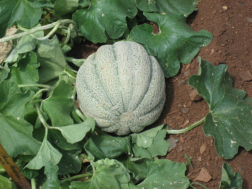 Armenian cucumber