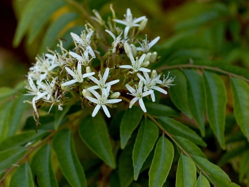 Curry leaf