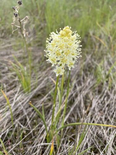 Death camas