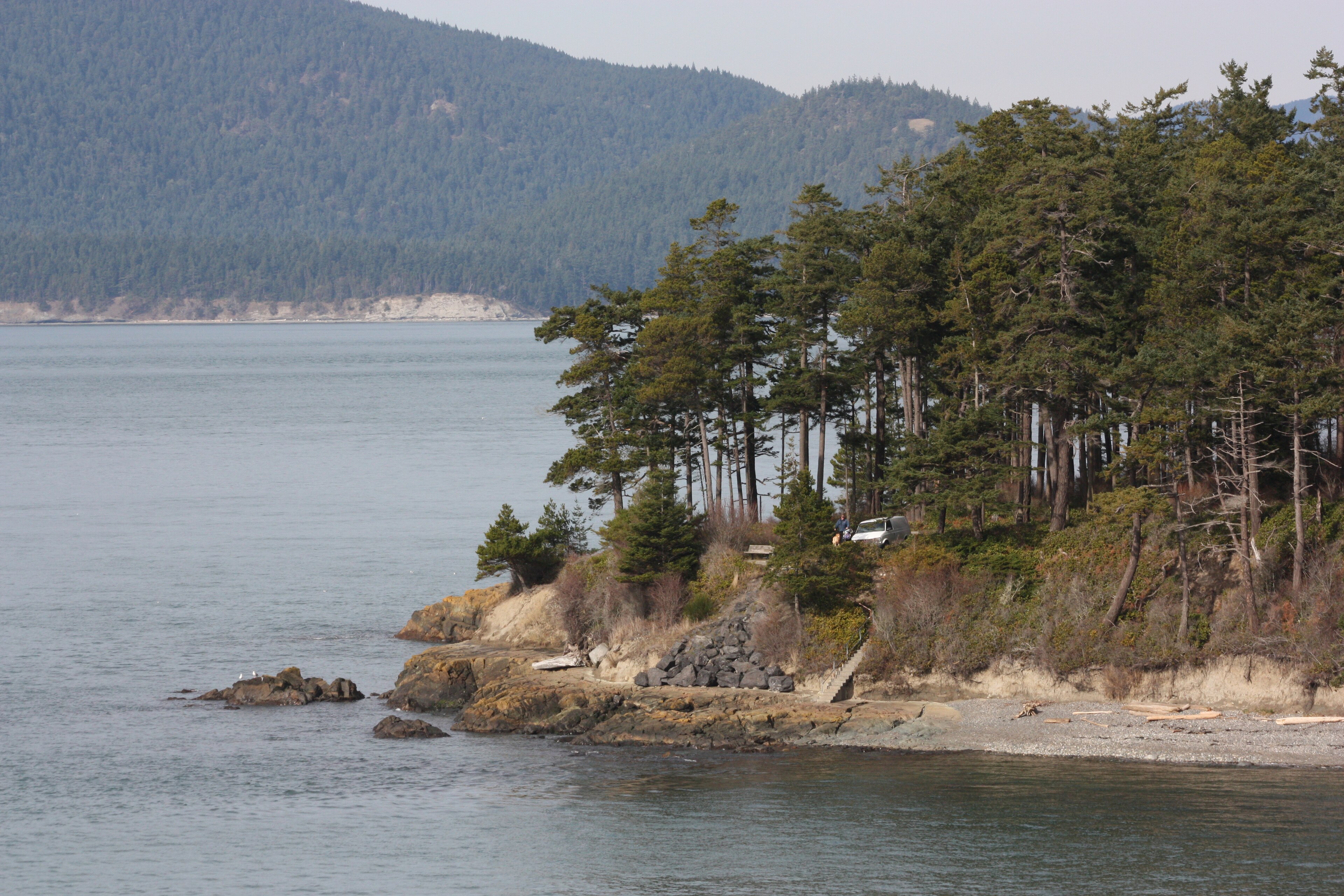 Douglas-fir