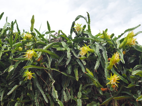 Dragon fruit