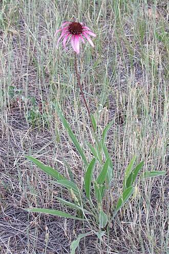 Narrow-leaf echinacea