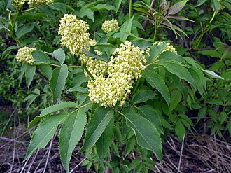 Red elderberry