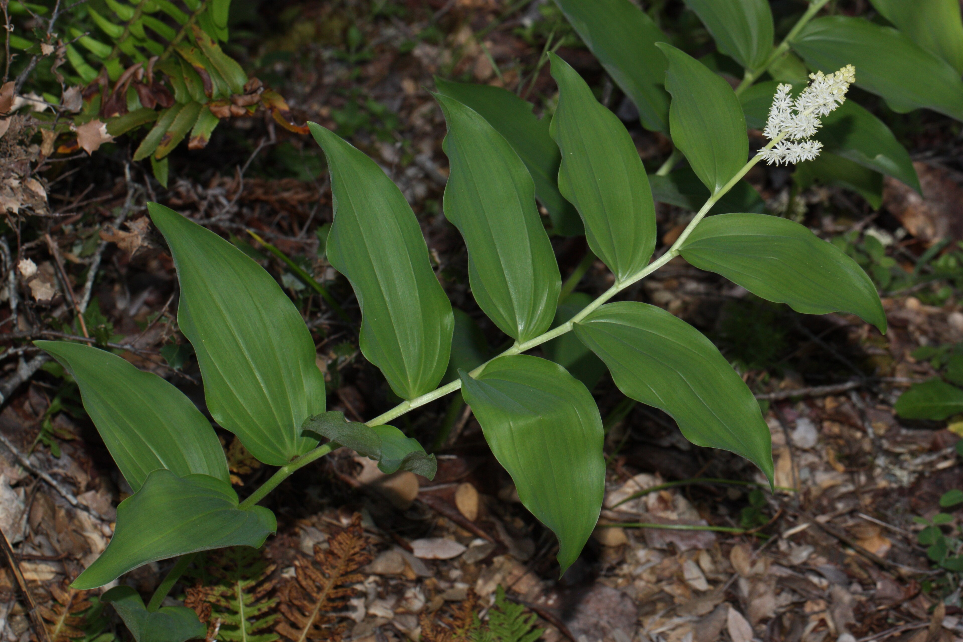 False Solomon's seal