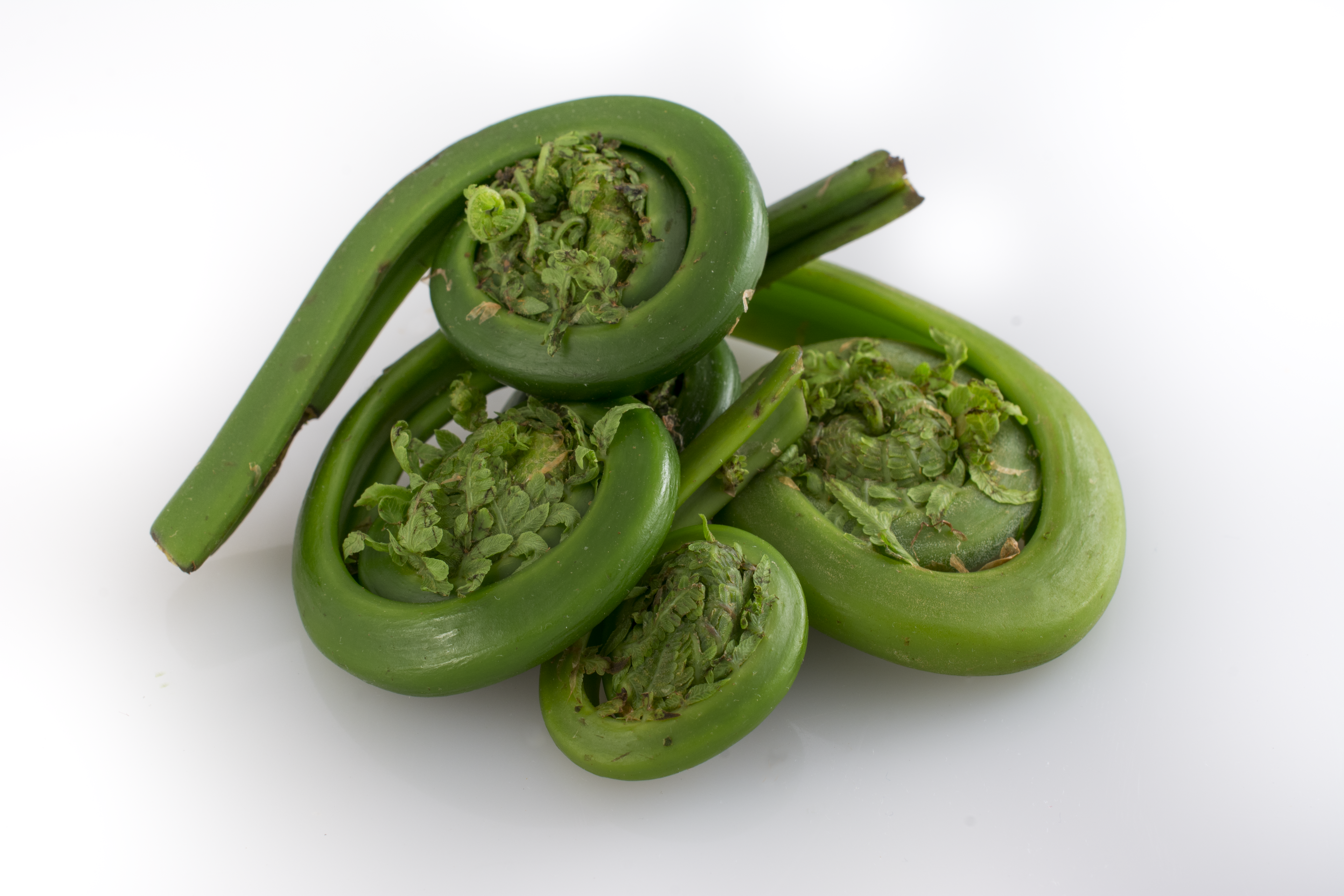 Fiddlehead (ostrich fern)