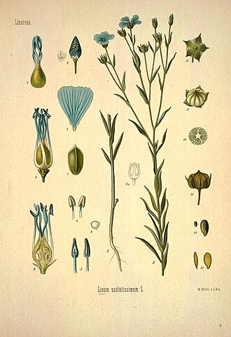 Flax