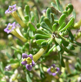 Desert wolfberry