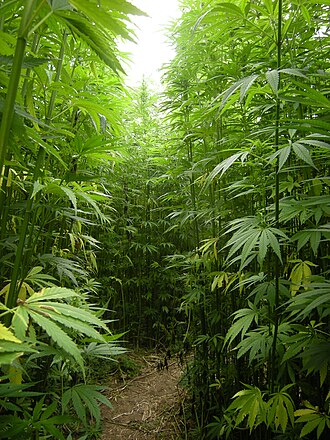 Hemp seed