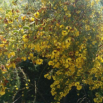 Honeybush