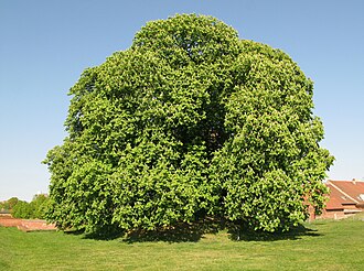 Horse chestnut
