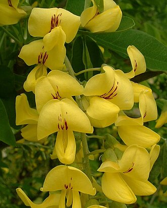 Laburnum