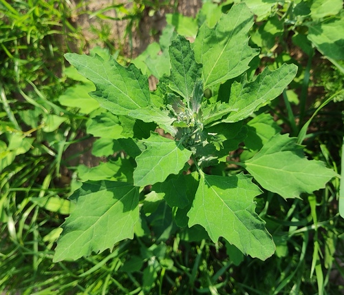 Lamb's quarters