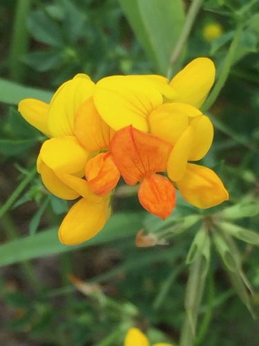 Lotus