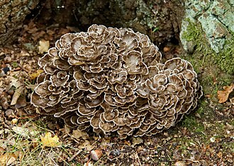 Maitake