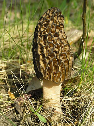 Morel