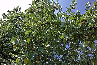Mulberry