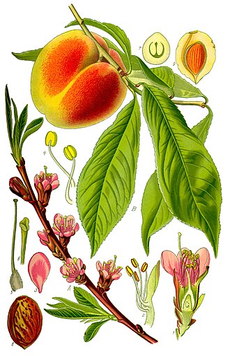 Nectarine