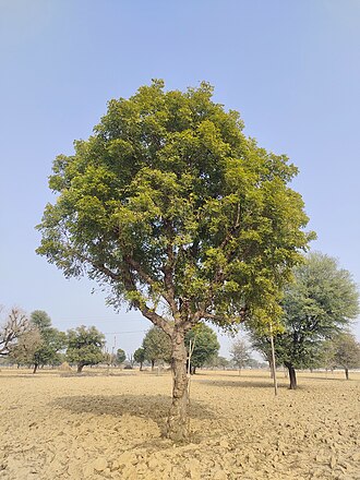 Neem