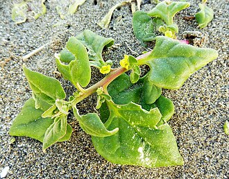 New Zealand spinach