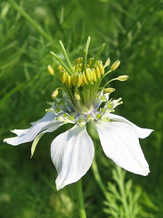 Nigella