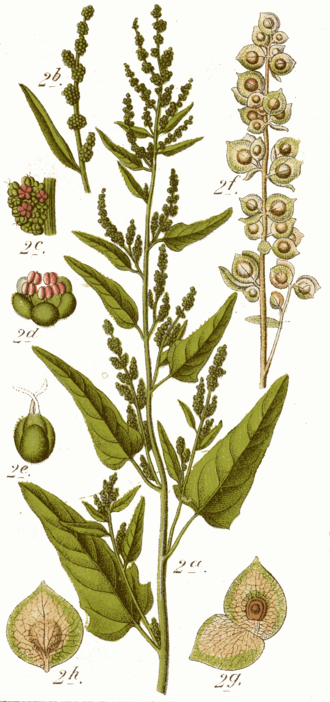 Orach