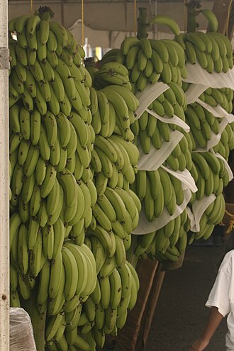 Plantain