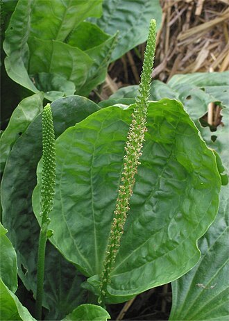 Broadleaf plantain