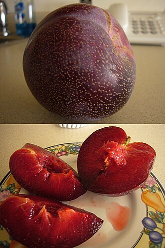 Plumcot