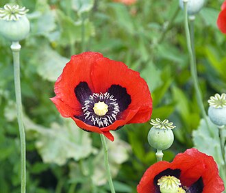 Breadseed poppy