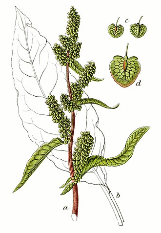 Monk's rhubarb