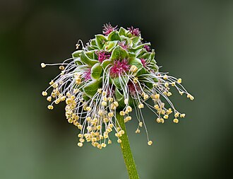 Salad burnet