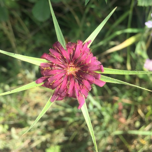 Salsify