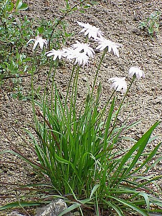 Scorzonera