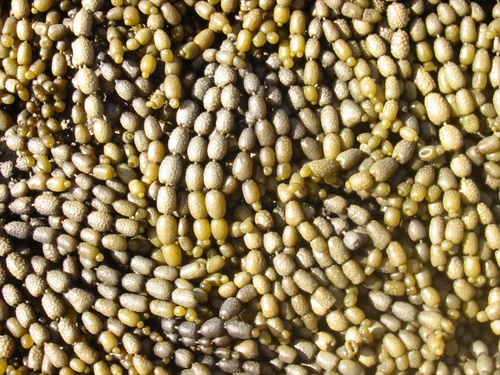 Sea grapes