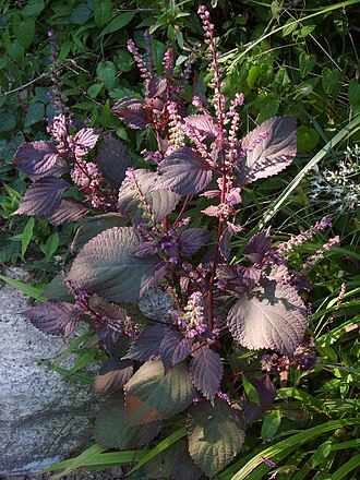 Red shiso