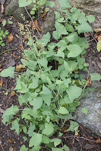 French sorrel