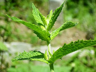 Spearmint