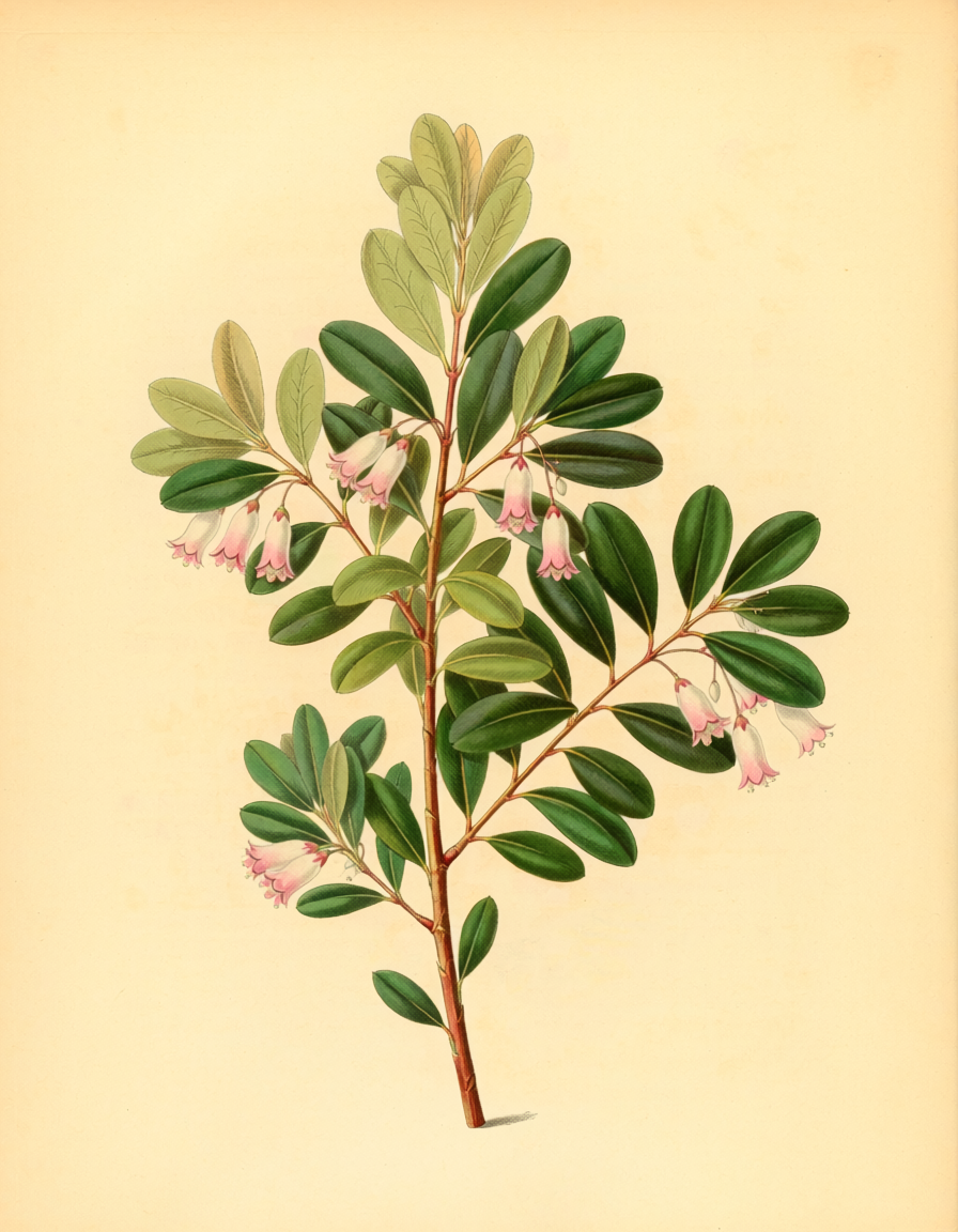 Valerian