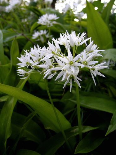 Wild garlic