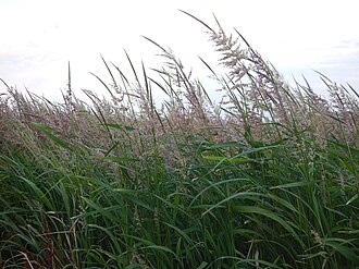 Southern wild rice